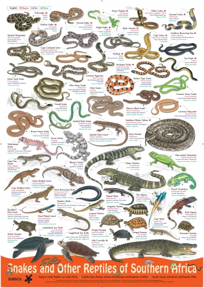 poster snakes and other reptiles of southern africa snake identification chart south africa